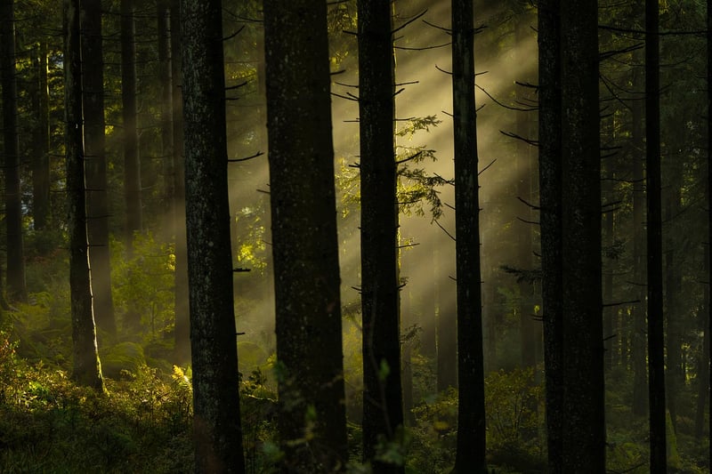 Mystical Woodland Locations